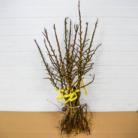 Grusza kolumnowa Obelisk