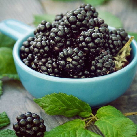 Jeżyna bezkolcowa START PACK