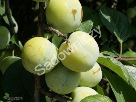 Śliwa Renkloda Ulena w doniczce C2