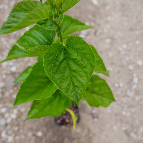 Morwa czerwona w doniczce