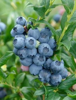 Borówka amerykańska SIERRA średniowczesna Najlepszy zapylacz (C2)