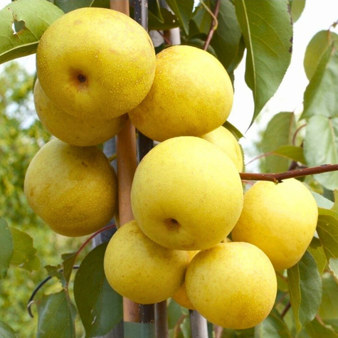 Grusza azjatycka Kumoi START PACK