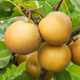 Grusza azjatycka Chojuro Mrozoodporna
