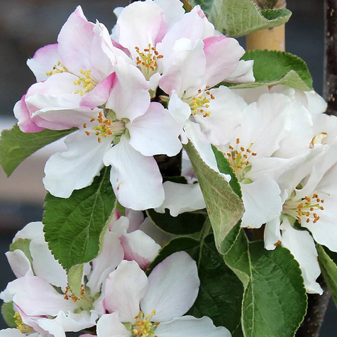 Jabłoń kolumnowa Flamenco START PACK