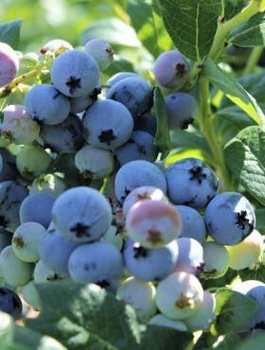 Borówka amerykańska Polaris wczesna