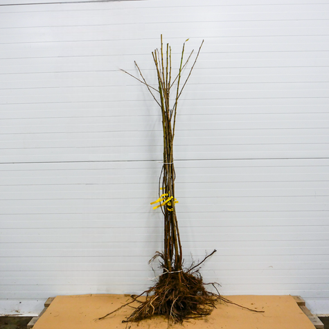 Czereśnia Kordia Bardzo Duże Owoce START PACK