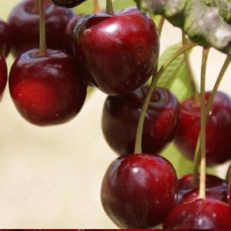 Wiśnia Na kompot Sok