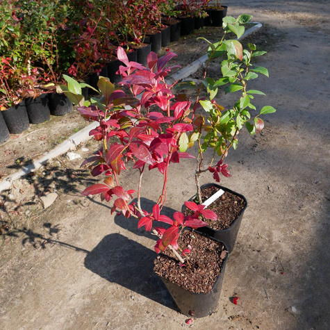 Borówka amerykańska Earliblue sadzonki