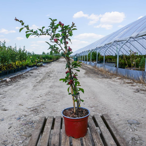 Pigwowiec pośredni Crimson and Gold Ozdobny na Nalewki (C1.7)