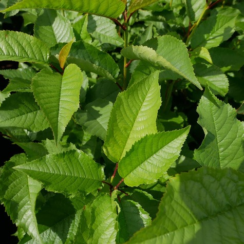 Podkładka Czereśni I Wiśni Czereśnia Ptasia Silnie Rosnąca (C2)