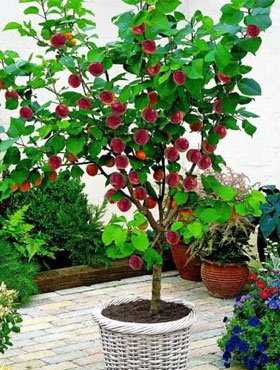 Mini Śliwkomorela Japońska w doniczce 