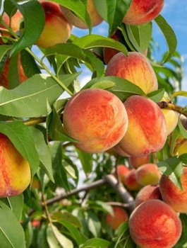 Brzoskwinia Reliance START PACK