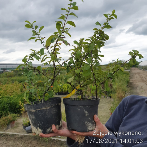 Pigwowiec pośredni Cameo (C2)