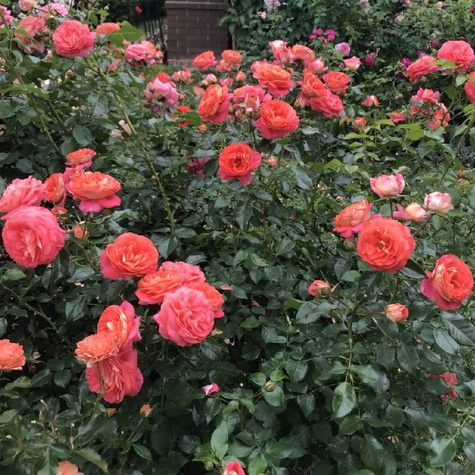 Róża rabatowa Sommersonne łososiowa balot