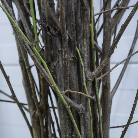 Śliwa kolumnowa Fruca Mrozoodporna START PACK