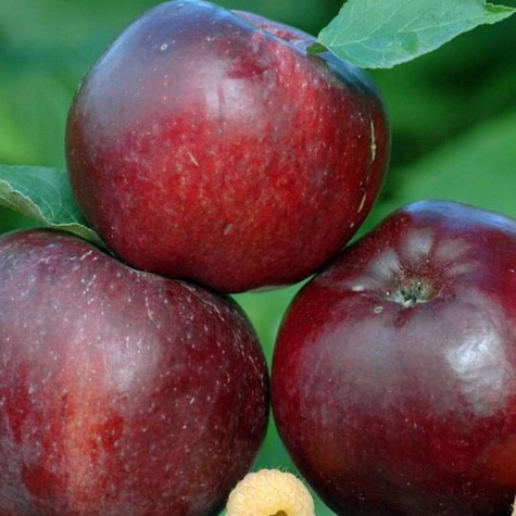 Jabłoń Malinowa Oberlandzka START PACK