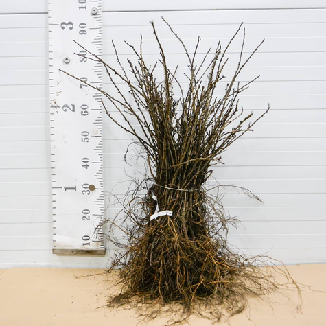 Agrest czerwony Spine Free w balocie