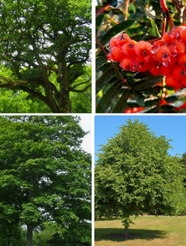 Zestaw Zadrzewienia Polne Plant Pack