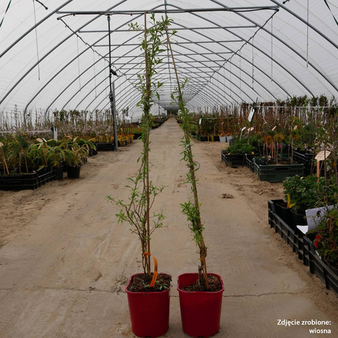 Jagoda Goji Kolcowój chiński New Big