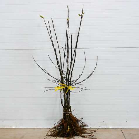 Jabłoń Freedom Parchoodporny