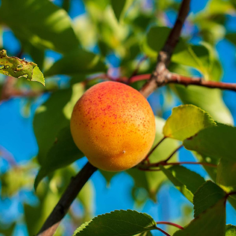 Morela typu Orange Red Samopylna START PACK