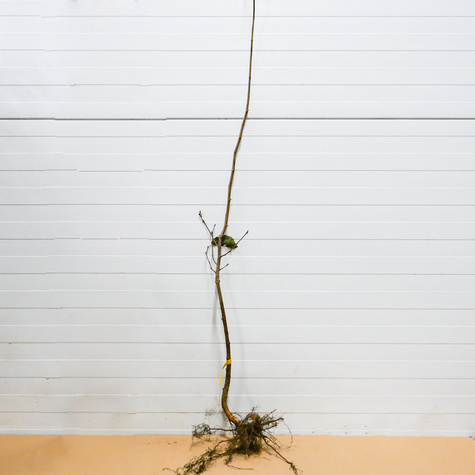 Orzech laskowy Olbrzymi z Halle Hall's Giant START PACK