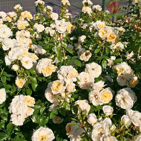 Róża rabatowa Kosmos kremowobiała