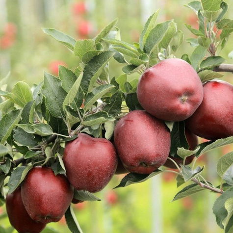 Jabłoń typu Red Chief Camspur