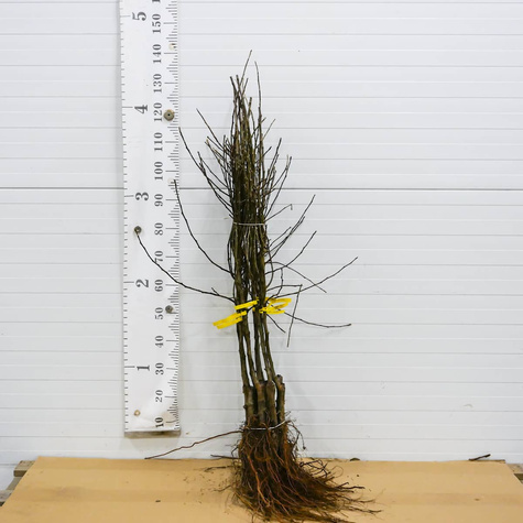 Śliwa Buhler karłowa START PACK