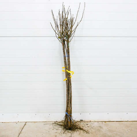 Porzeczka czerwona Maraton na pniu w balocie