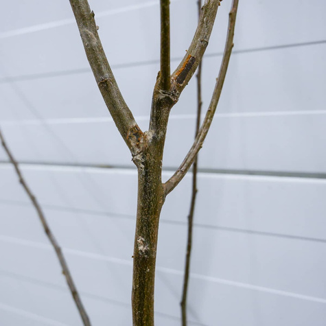 Śliwa japońska Kometa Samopłodna