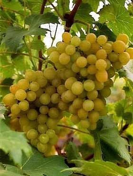 Winorośl winogrono Aloszenkin