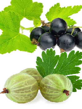 Duo agrest biały i porzeczka czarna na pniu w balocie