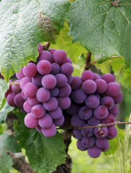 Winorośl winogrona Reliance bezpestkowa (C2)