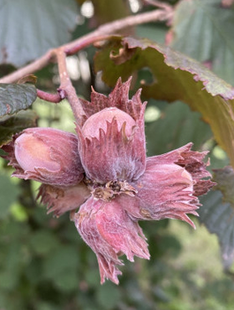 Orzech laskowy Krystyna START PACK