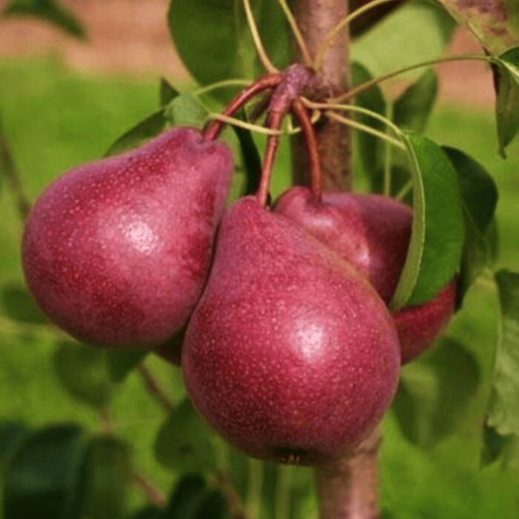 Duo grusza Williams i Williams Red START PACK ®