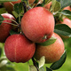 Jabłoń Rubinstar sadzonka