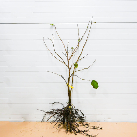 Orzech laskowy Lamberta Biały START PACK