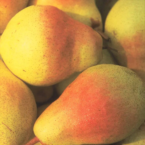 Grusza Klapsa Faworytka