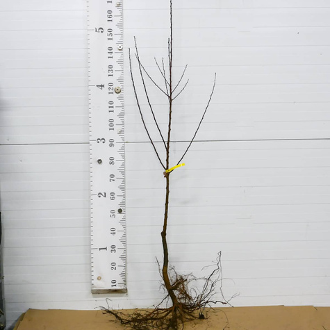 Morela Tsunami START PACK