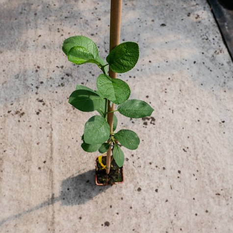 Śliwa Oneida w doniczce (C2)