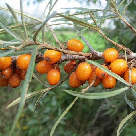 Common buckthorn Podarok Sadu female