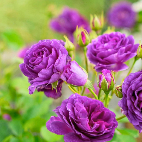 Róża rabatowa Minerva fioletowa balot