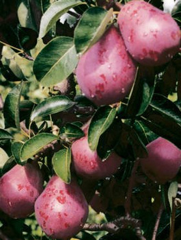 Grusza Red Bonkreta Williamsa Czerwona