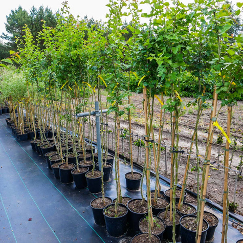 Jarzębina jadalna Jarząb jadalny Burka