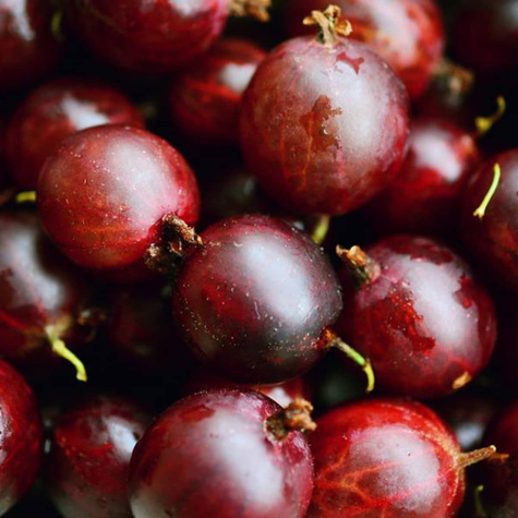 Agrest czerwony Sewierny Kapitan w doniczce (C2)