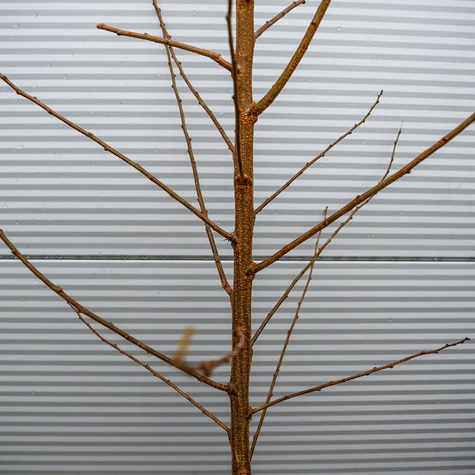 Śliwko-morela Śliwomorela Plumcot START PACK