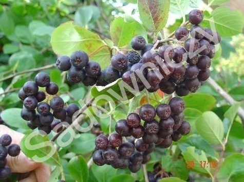 Aronia Czarna Czarnowocowa sadzonki