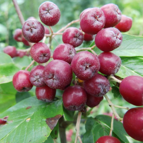 Jarzęboaronia Titan Sorbaronia Titan