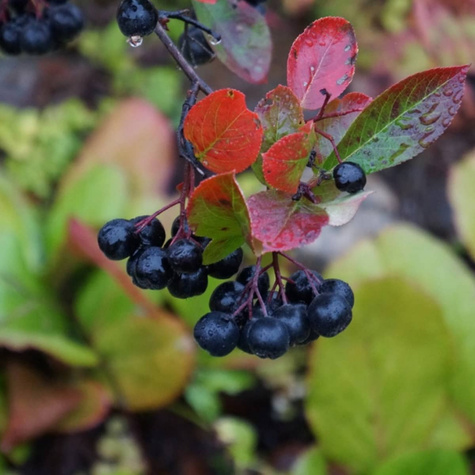 Aronia Czarnoowocowa Owoc Długowieczności i Antyoksydant Plant Pack